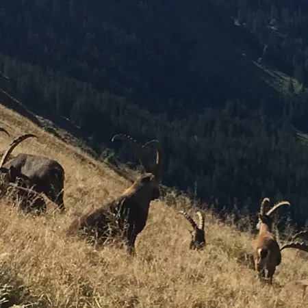 Verbrunnenhaus * 格林德瓦